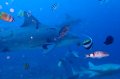 Varied Fish & Sharks